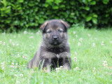 Chiots Berger Allemand d'origine travail à vendre
