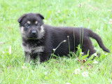 Chiots Berger Allemand d'origine travail à vendre