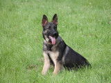 Chiots Berger Allemand d'origine travail à vendre