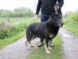 Chiots Berger Allemand d'origine travail à vendre