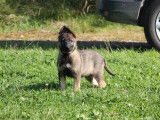 Chiots Berger Allemand d'origine travail à vendre