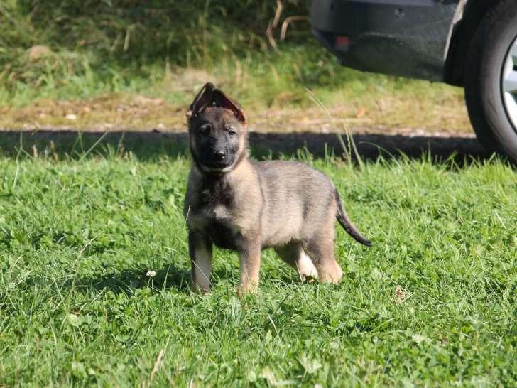 Chiots Berger Allemand d'origine travail à vendre