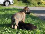 Chiots Berger Allemand d'origine travail à vendre