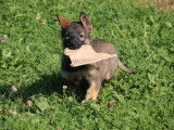 Chiots Berger Allemand d'origine travail à vendre