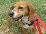 Chienne Beagle de 8 ans disponible &agrave; l'adoption