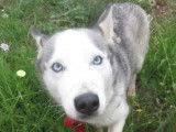 Chienne Husky Sibérien de 4 ans en attente d'adoption