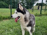 En attente d'adoption : chienne Husky de Sibérie