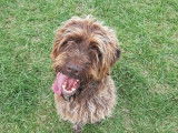 À la recherche d'une famille : chien Griffon Korthals âgé de 5 ans