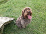 Chien Griffon Korthals de 5 ans à adopter