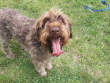 Chien Griffon Korthals de 5 ans à adopter