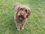 Chien Griffon Korthals de 5 ans à adopter