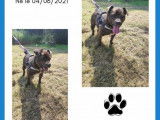 En attente d'adoption, chien de 3 ans