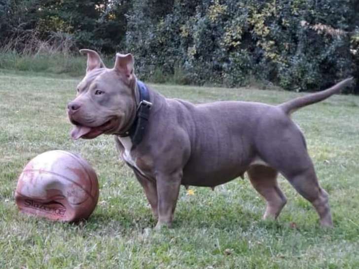 Chienne American Bully de 4 ans à adopter