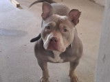 Chienne American Bully de 4 ans à adopter