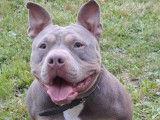 Chienne American Bully de 4 ans à adopter