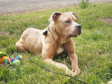 Chienne Staffordshire Bull Terrier de 2 ans disponible à l'adoption