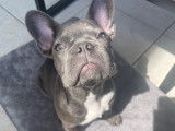Mâle Bouledogue Français bleu disponible pour saillie