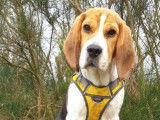 En attente d'adoption : chien Beagle tricolore
