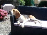 En attente d'adoption : chien Beagle tricolore