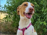 Disponible à l'adoption, chienne Podenco