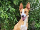 En attente d'adoption, chien Podenco de 2 ans