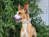En attente d'adoption, chien Podenco de 2 ans