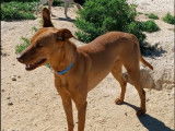 En quête d'un foyer, chien Podenco de 3 ans