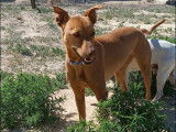 En quête d'un foyer, chien Podenco de 3 ans
