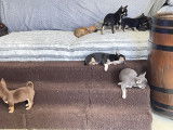 À vendre : des chiots Chihuahuas LOF