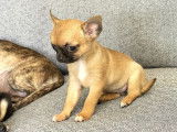 À vendre : des chiots Chihuahuas LOF