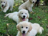 À réserver, 10 chiots Golden Retrievers LOF