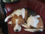 Jack, Beagle de 10 ans abandonné à adopter