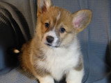 7 chiots Welsh Corgis Pembroke LOF à vendre
