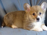 7 chiots Welsh Corgis Pembroke LOF à vendre