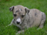 Des chiots Whippets LOF &agrave; vendre