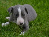 Des chiots Whippets LOF &agrave; vendre