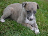 Des chiots Whippets LOF &agrave; vendre