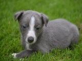 Des chiots Whippets LOF &agrave; vendre