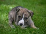 Des chiots Whippets LOF &agrave; vendre