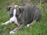Des chiots Whippets LOF &agrave; vendre