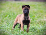 À vendre : un chiot mâle Berger Belge Malinois LOF