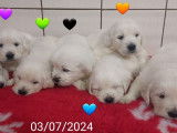 7 chiots Golden Retrievers LOF à réserver