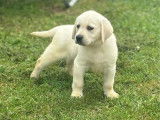 6 chiots Labradors LOF &agrave; vendre