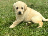 6 chiots Labradors LOF &agrave; vendre