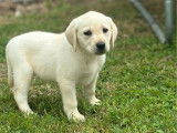 6 chiots Labradors LOF &agrave; vendre
