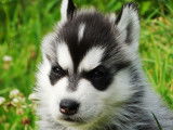 Chiots Husky LOF à vendre