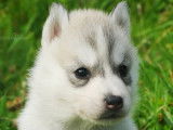 Chiots Husky LOF à vendre