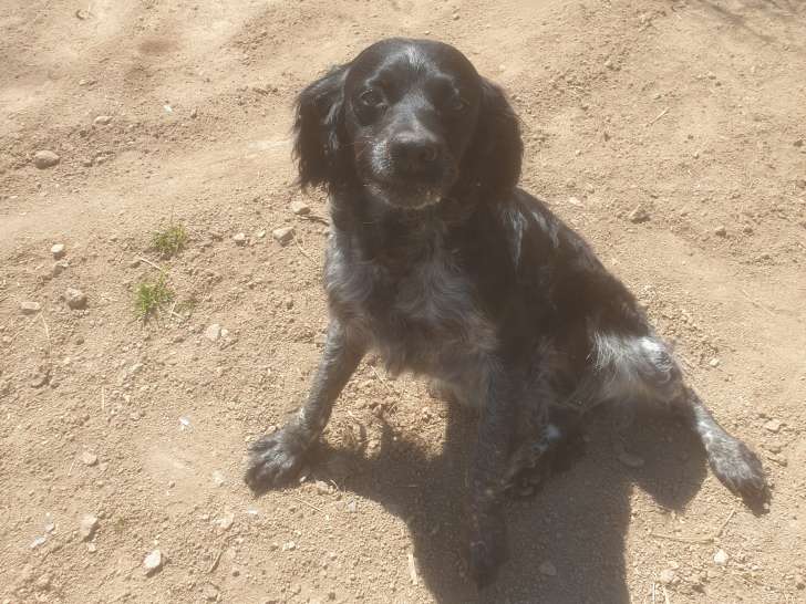 Chienne de type Épagneul Breton à donner
