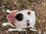 Dalmatien à donner