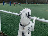 Dalmatien à donner